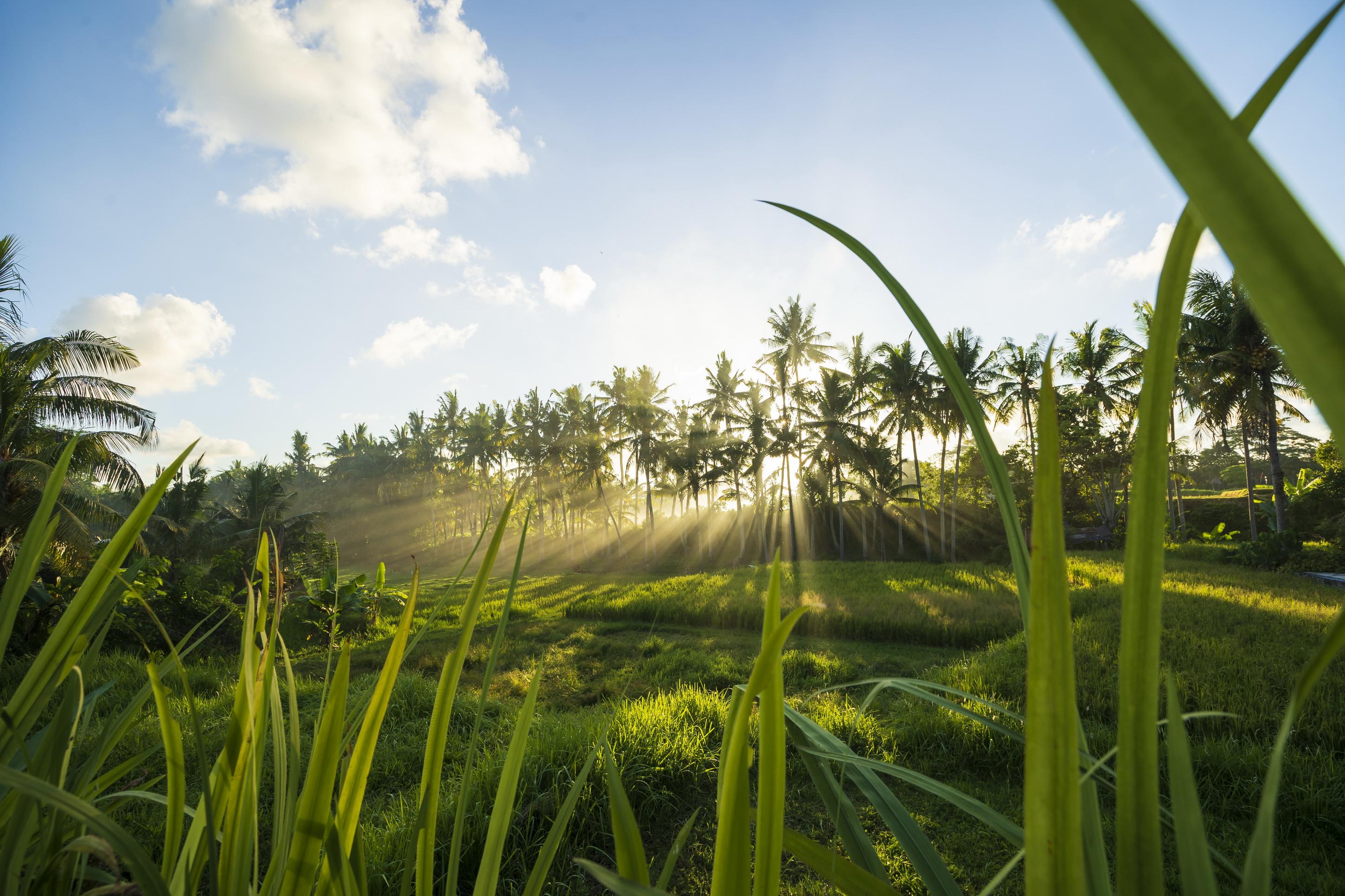 Amatara Agung Raka Otel Ubud Dış mekan fotoğraf